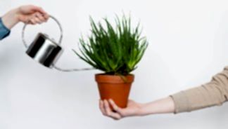 how to water indoor plants correctly
