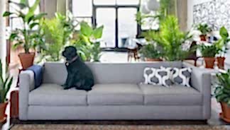 best plants for apartments