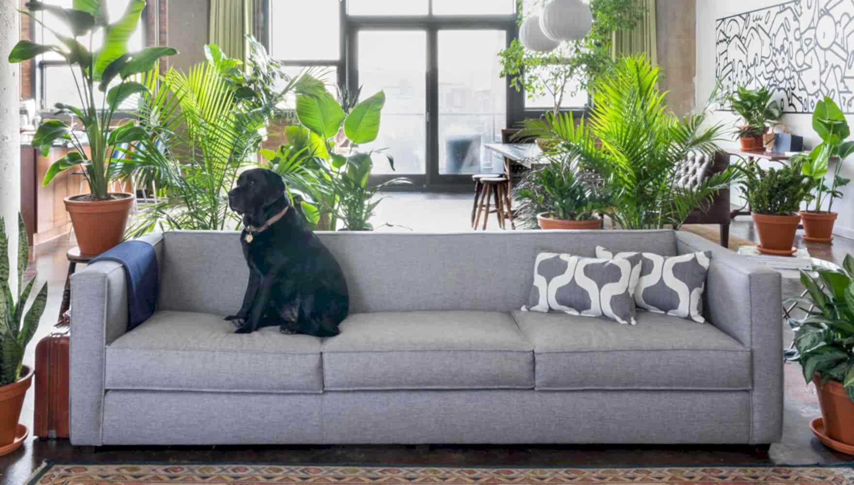 best plants for apartments