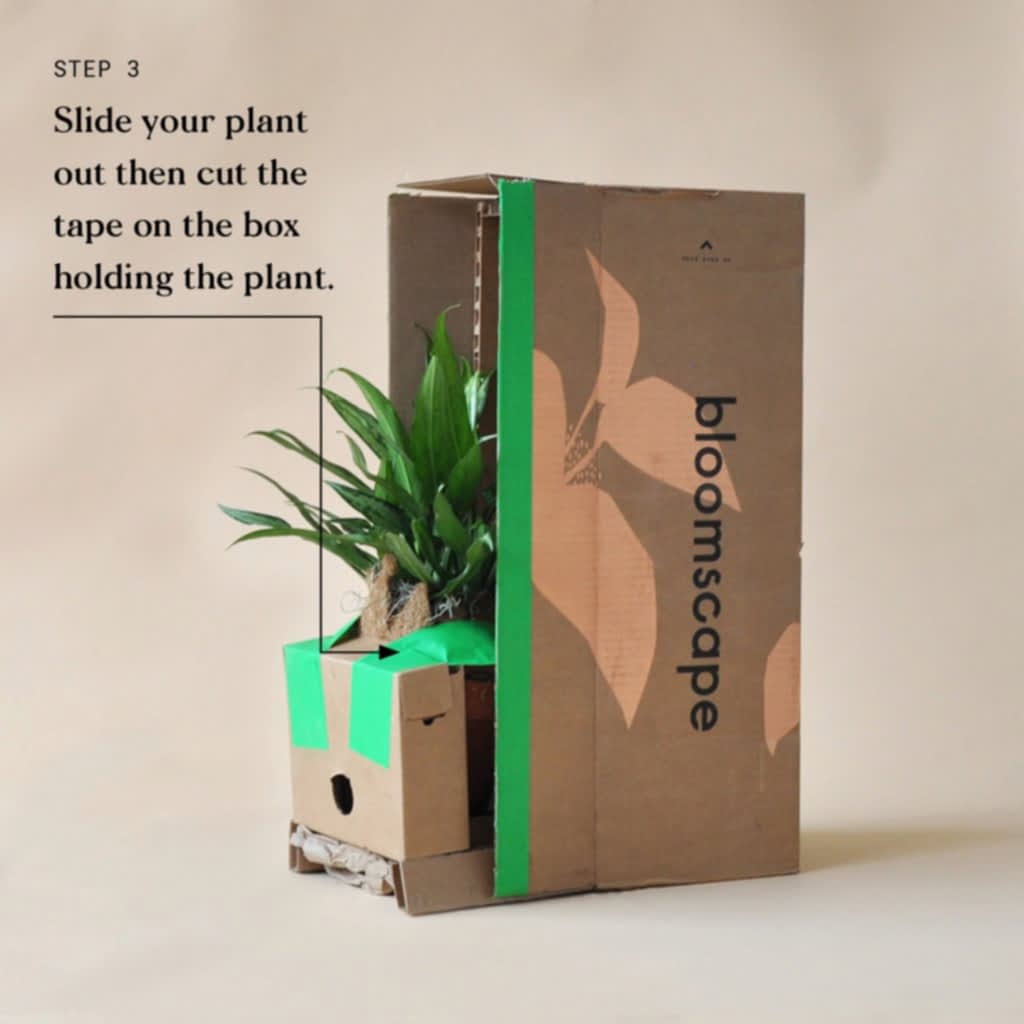 Indoor Plant Delivery Bloomscape Step 3