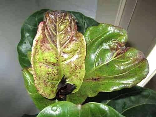 Bacterial Leaf Spot on Fiddle Leaf Fig