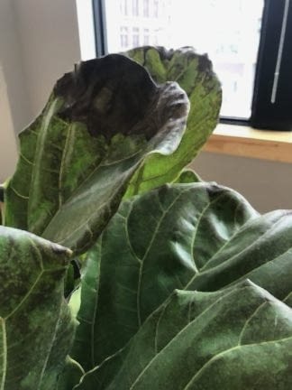 what's wrong with my Fiddle Leaf Fig