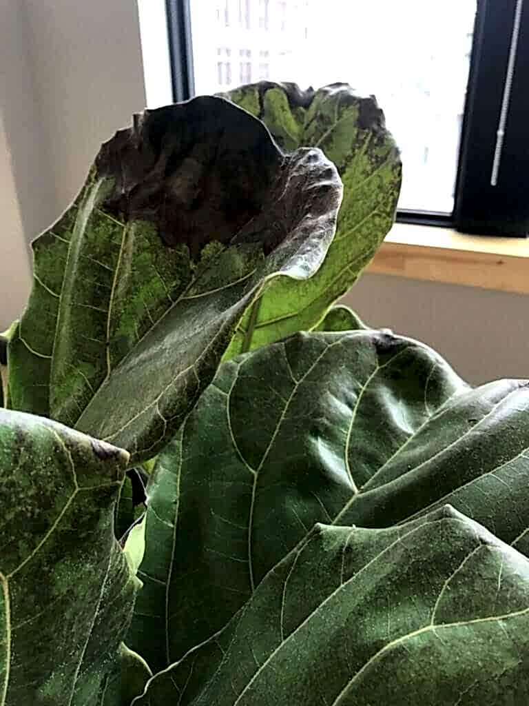 what's wrong with my Fiddle Leaf Fig