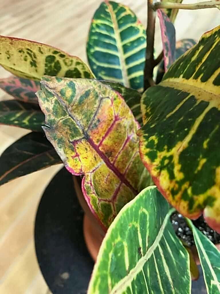 What's Wrong with My Croton Petra?