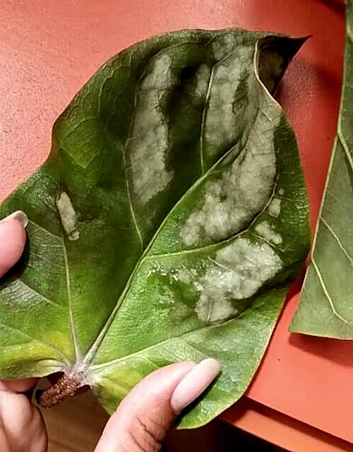 Sunburned Fiddle Leaf Fig