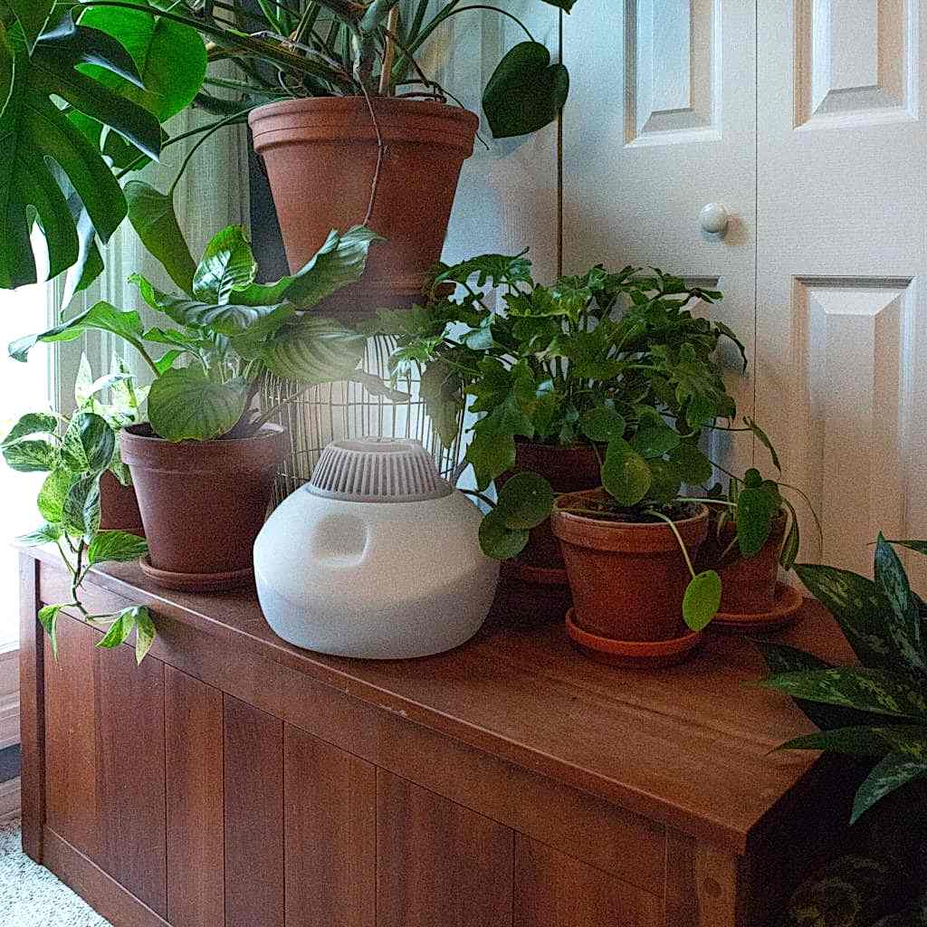 Increase humidity for plants
