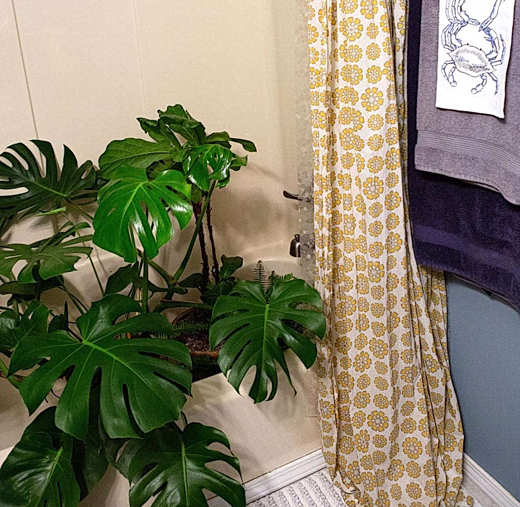 Increase humidity for plants