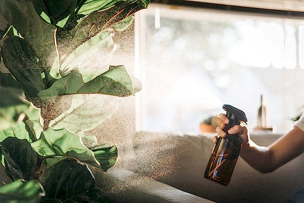 Increase humidity for plants