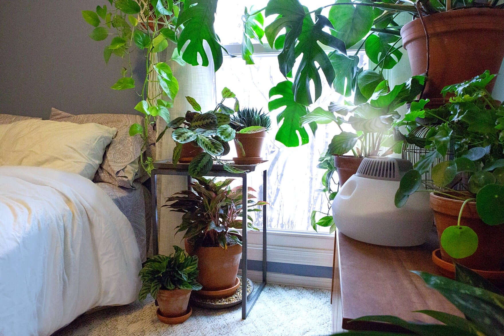 Increase humidity for plants