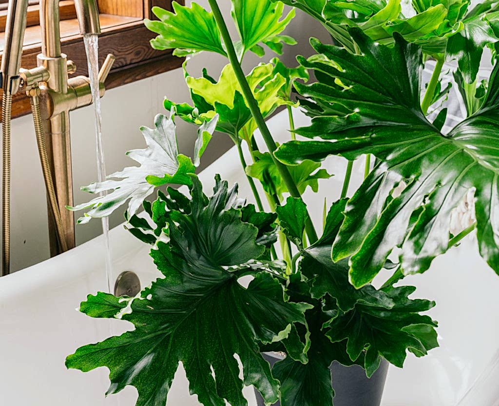 watering your plants thoroughly