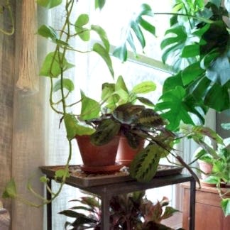 Caring for your plants while you're away