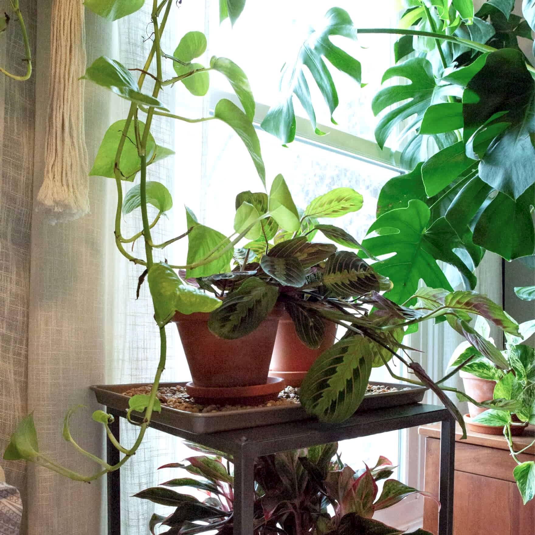 Caring for your plants while you're away