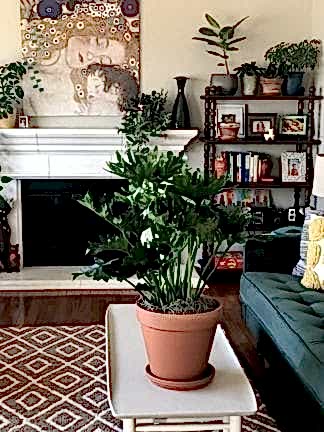 A Single Mom Shares How Plants are Part of Her Self Care