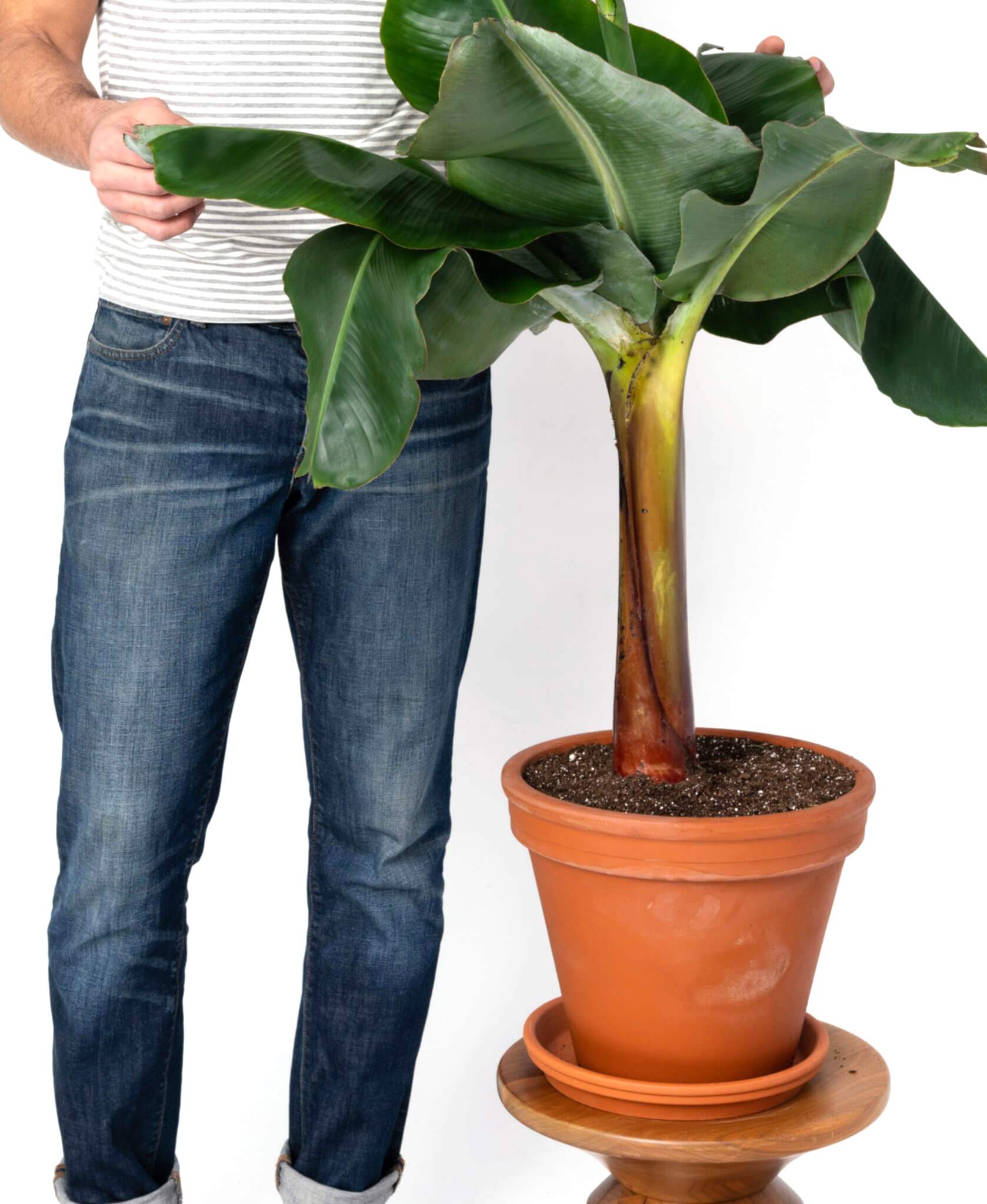 plant image