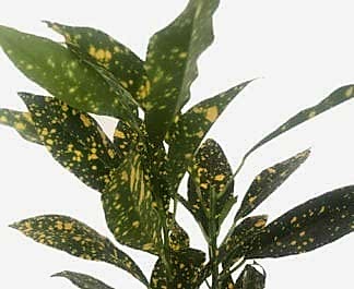 Plant Mom Tips: Croton Care