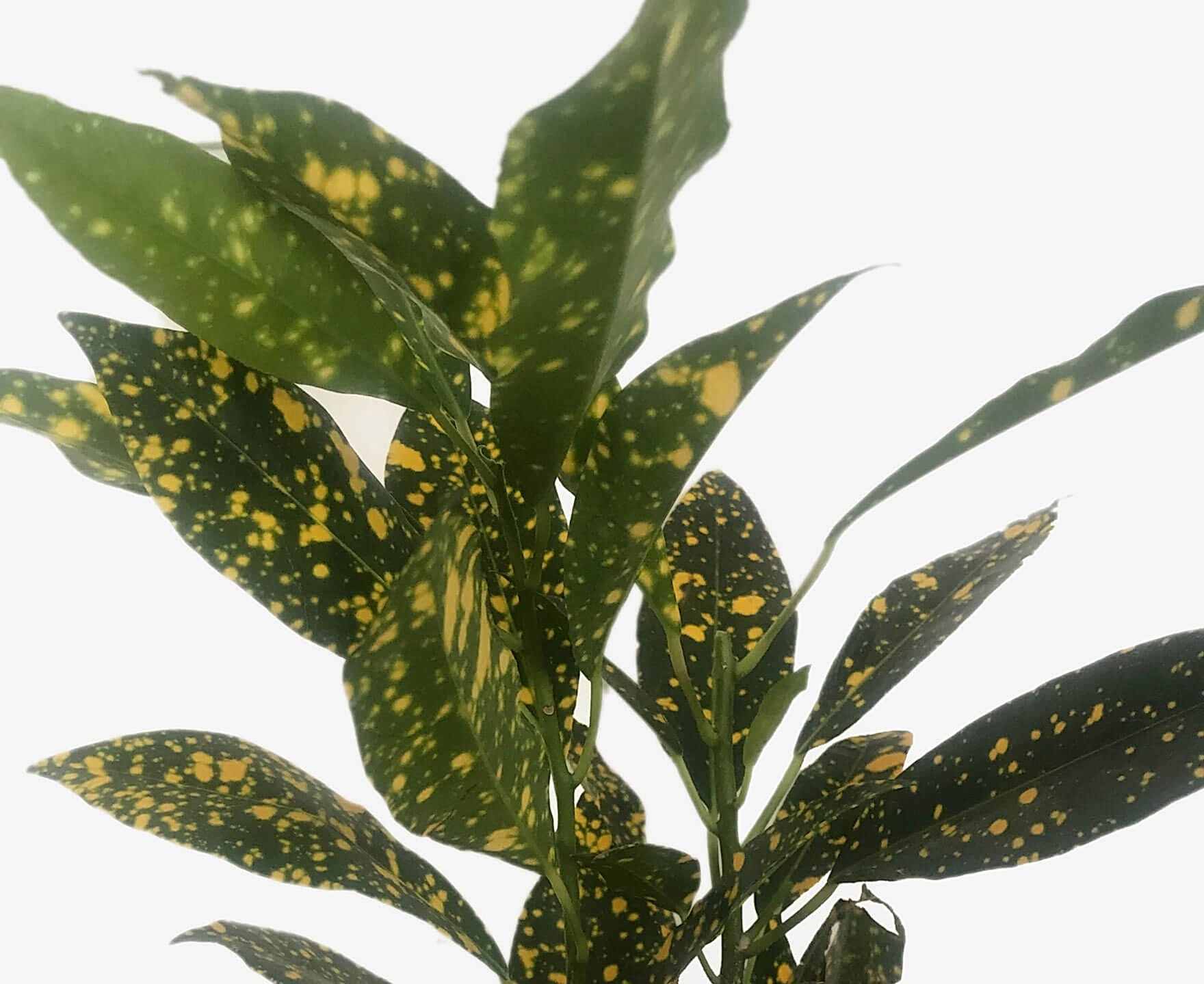 Plant Mom Tips: Croton Care