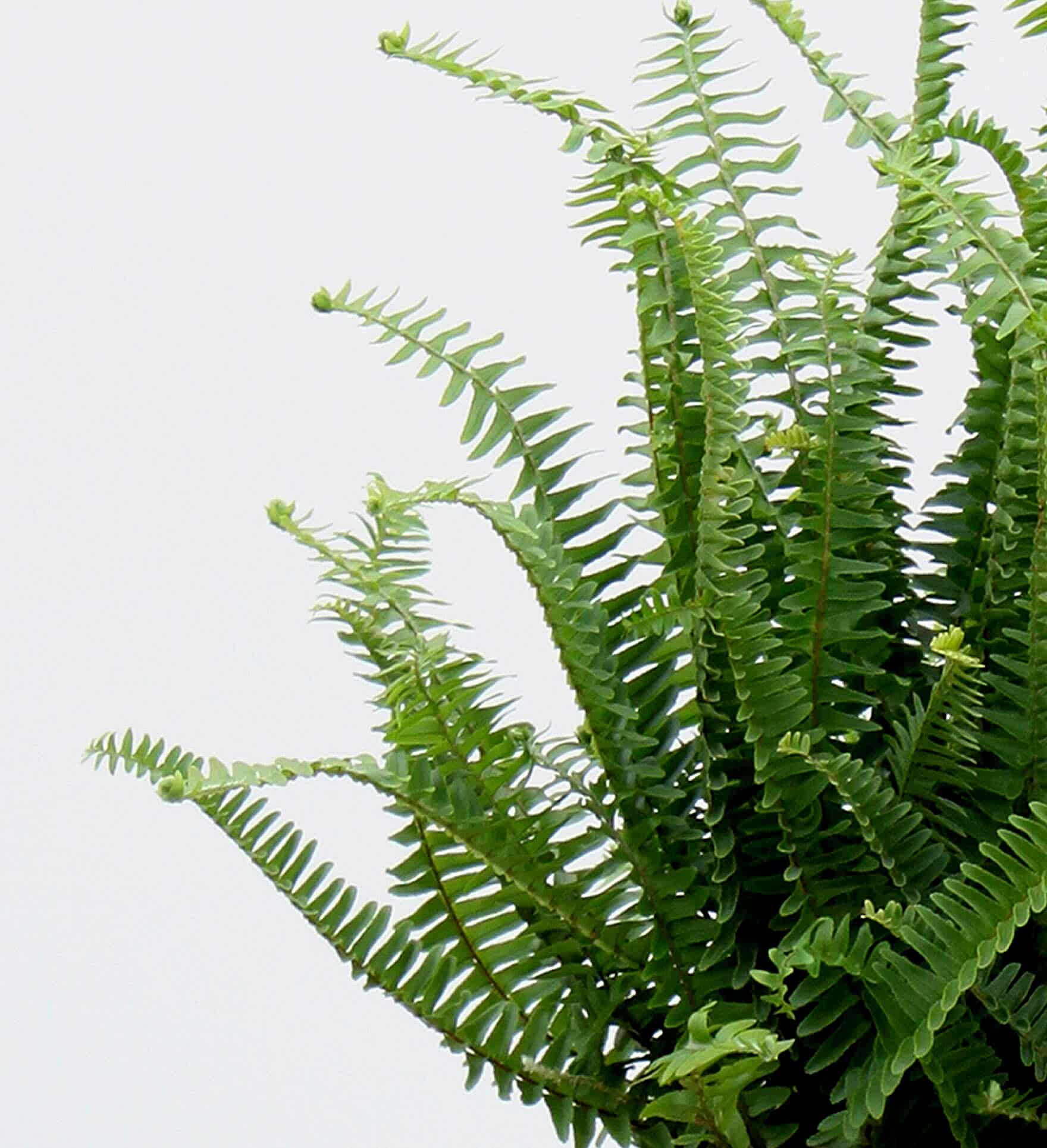 Plant Mom's Tips: Boston Fern Care