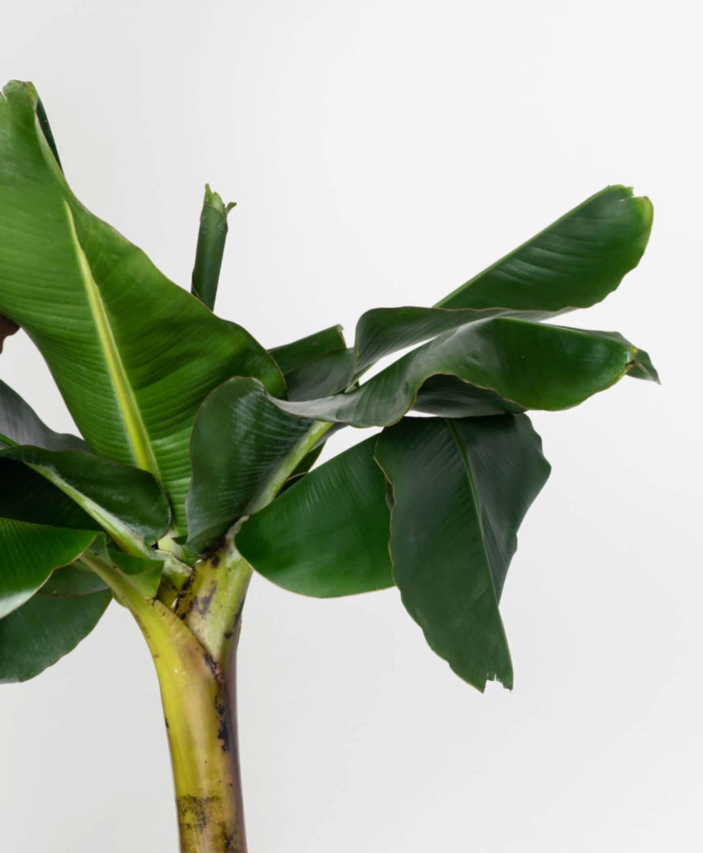 Image of species