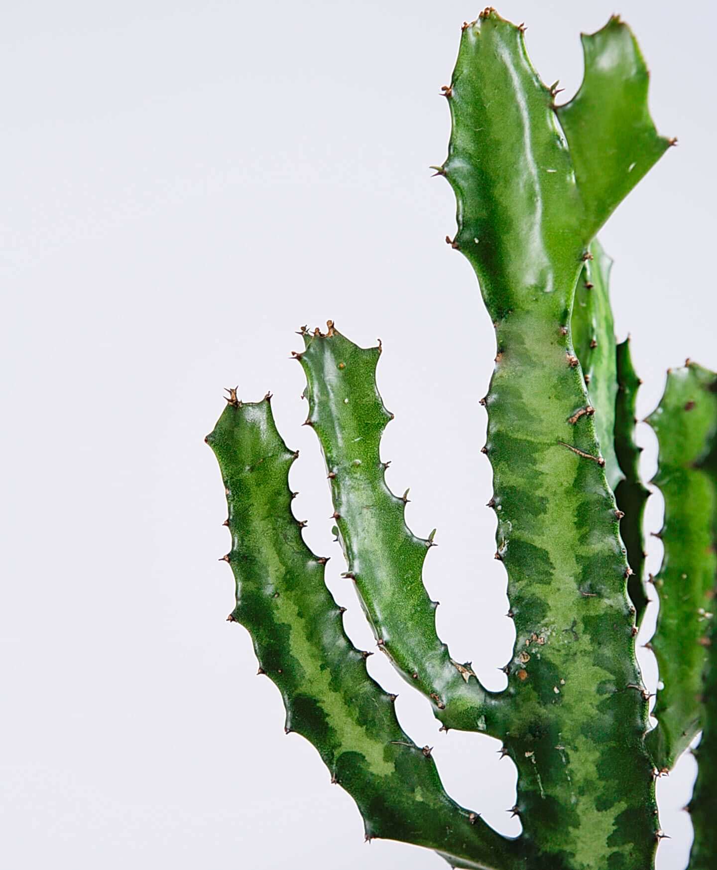plant image