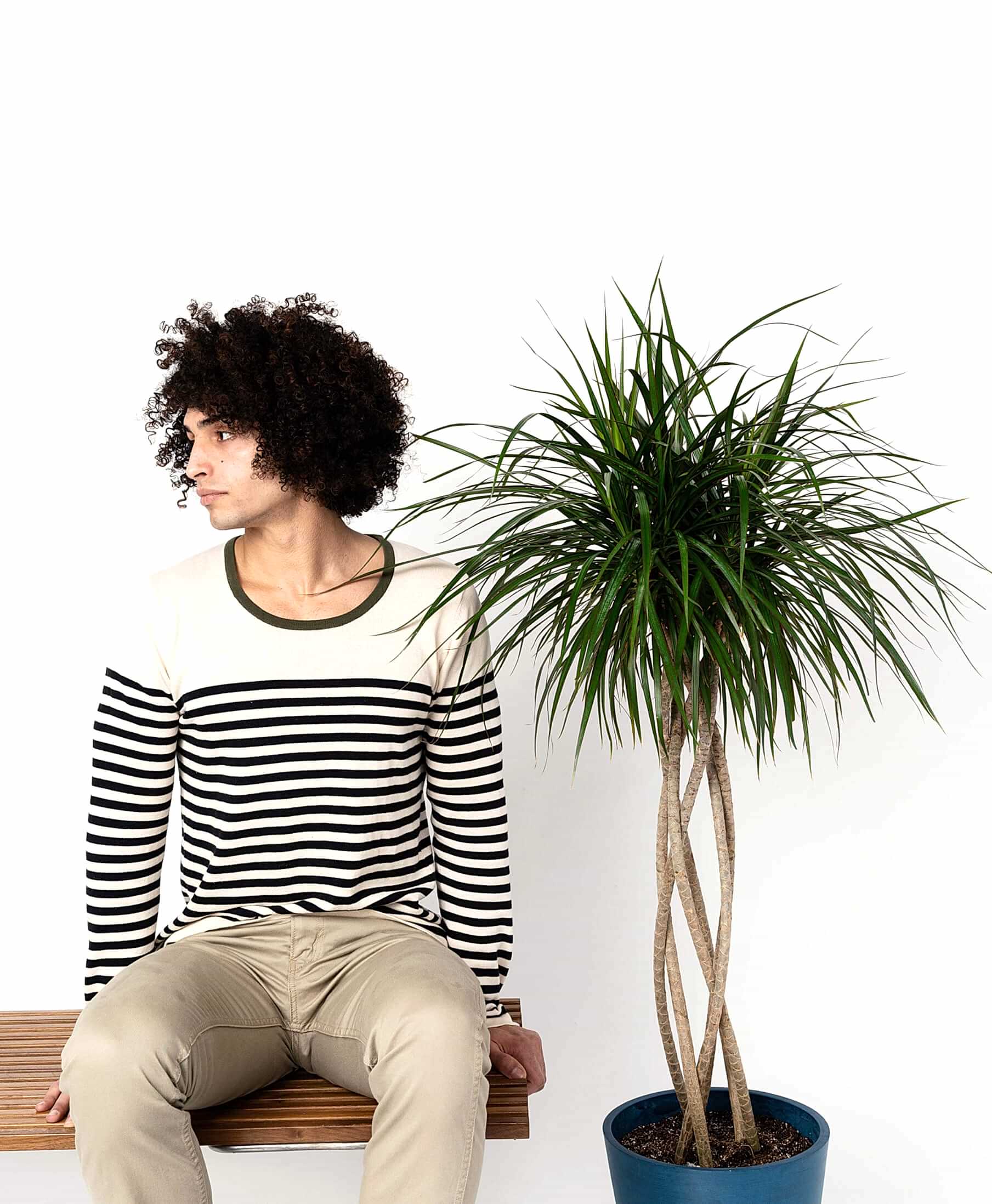 Buy Potted Bloomscape Dracaena Marginata Open Weave Indoor Plant