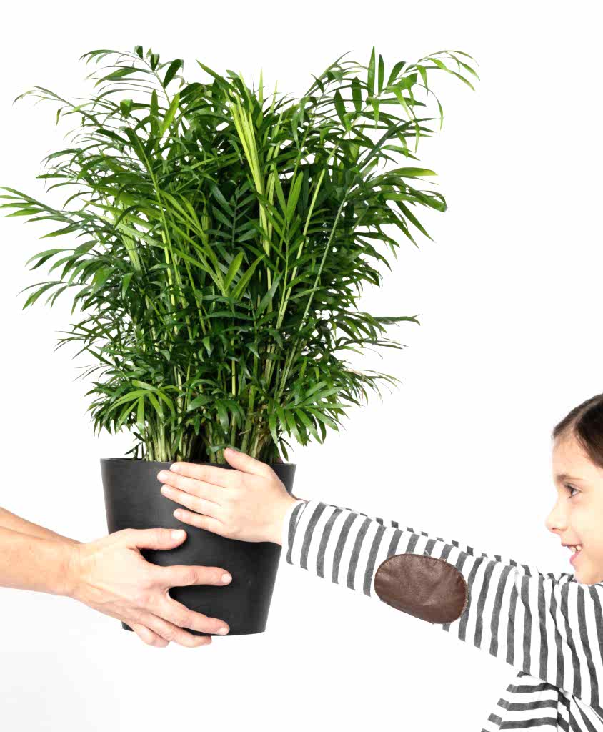 Buy Potted Bloomscape Parlor Palm Indoor Plant