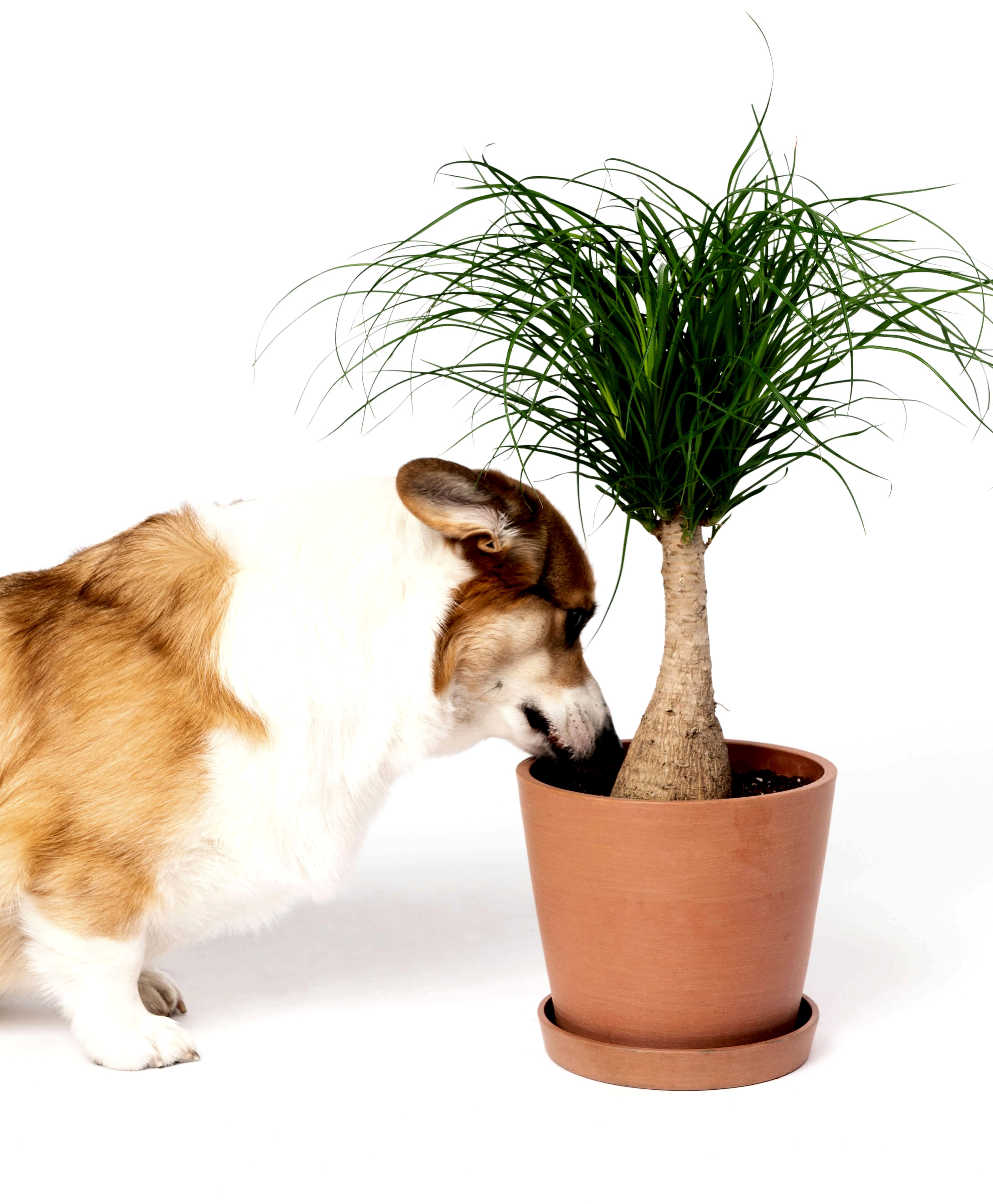 Buy Potted Bloomscape Ponytail Palm Indoor Plant