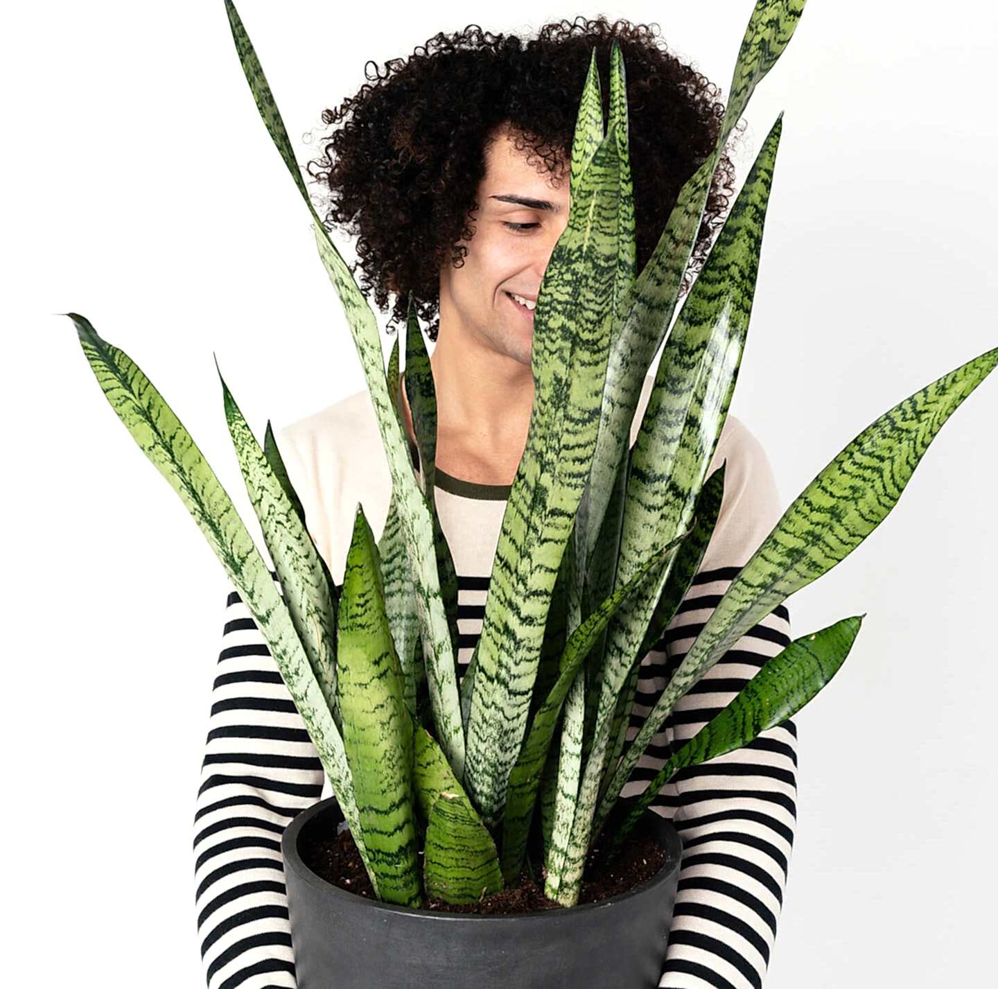 Buy Potted Bloomscape Sansevieria