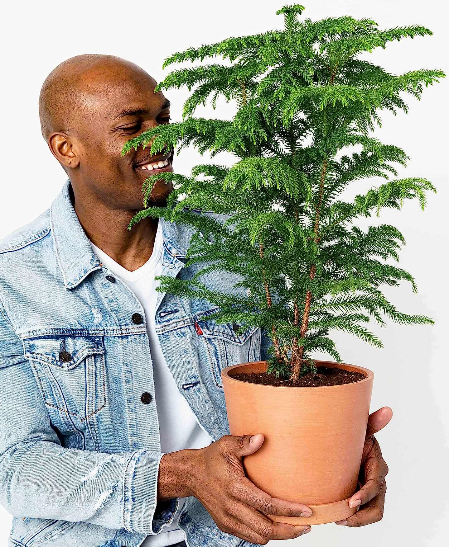 plant image