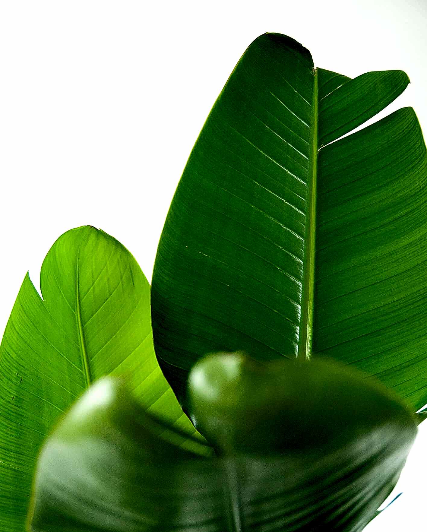 Buy Potted Bloomscape Bird of Paradise Indoor Plant
