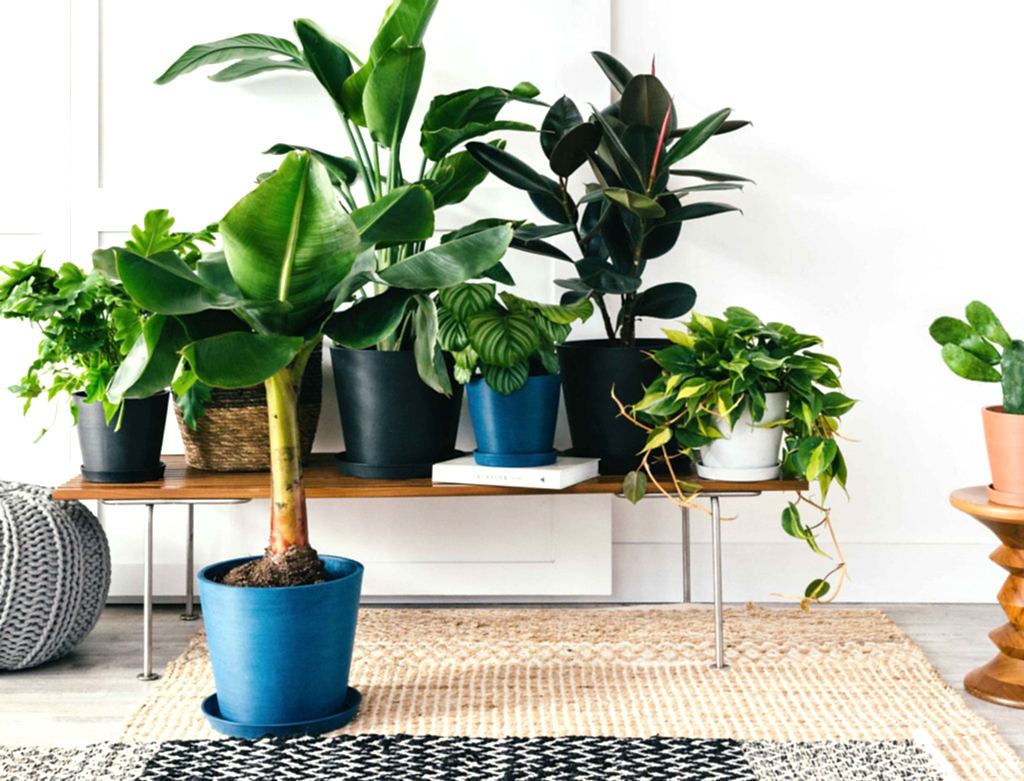 Bloomscape Healthy Potted Indoor Plants Delivered