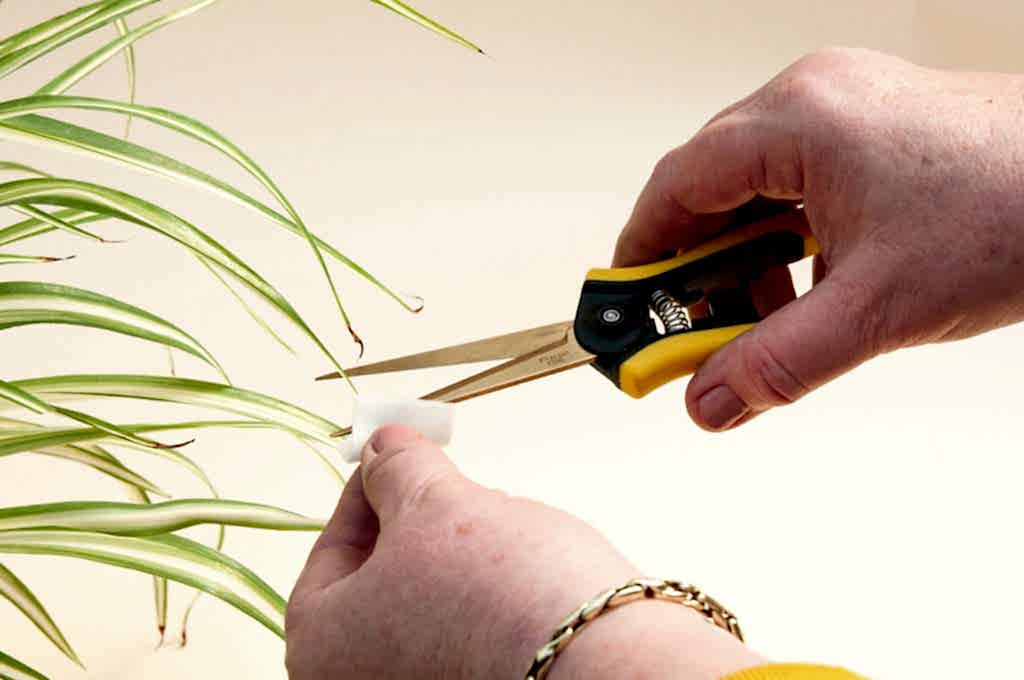 How to Trim Your Plants - Wipe Shears