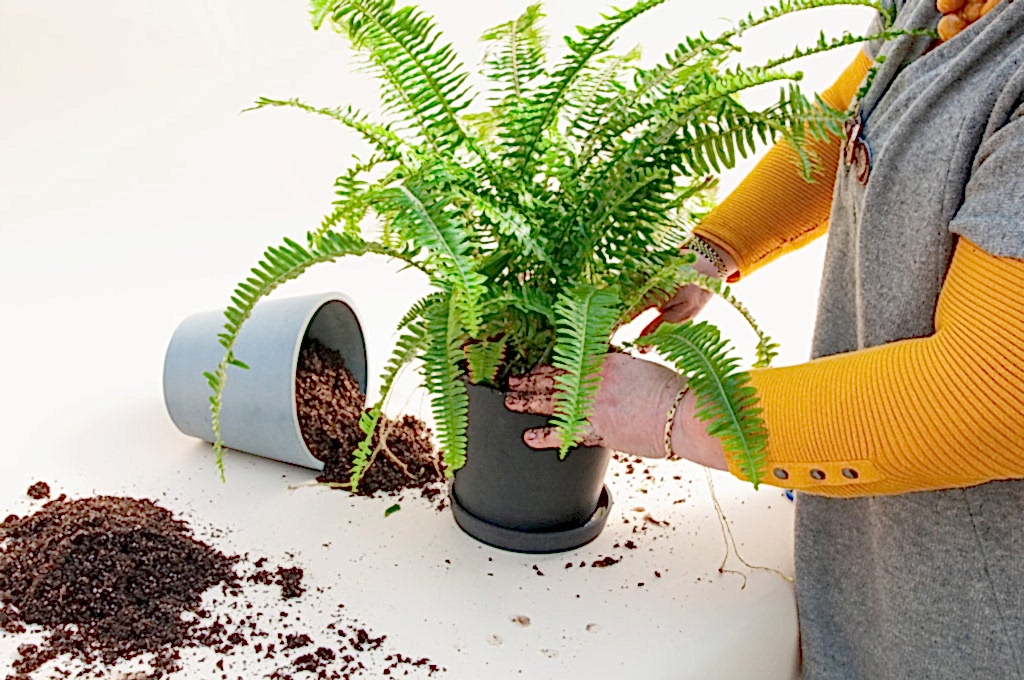 Plant Mom Pro Tips: How to Re-pot Your Plants
