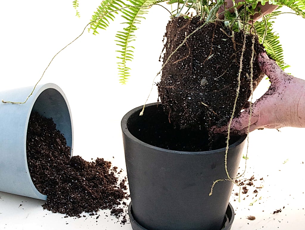 Plant Mom Pro Tips: How to Re-pot Your Plants