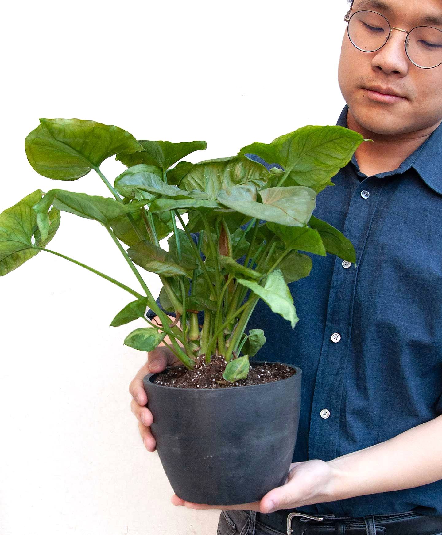 plant image
