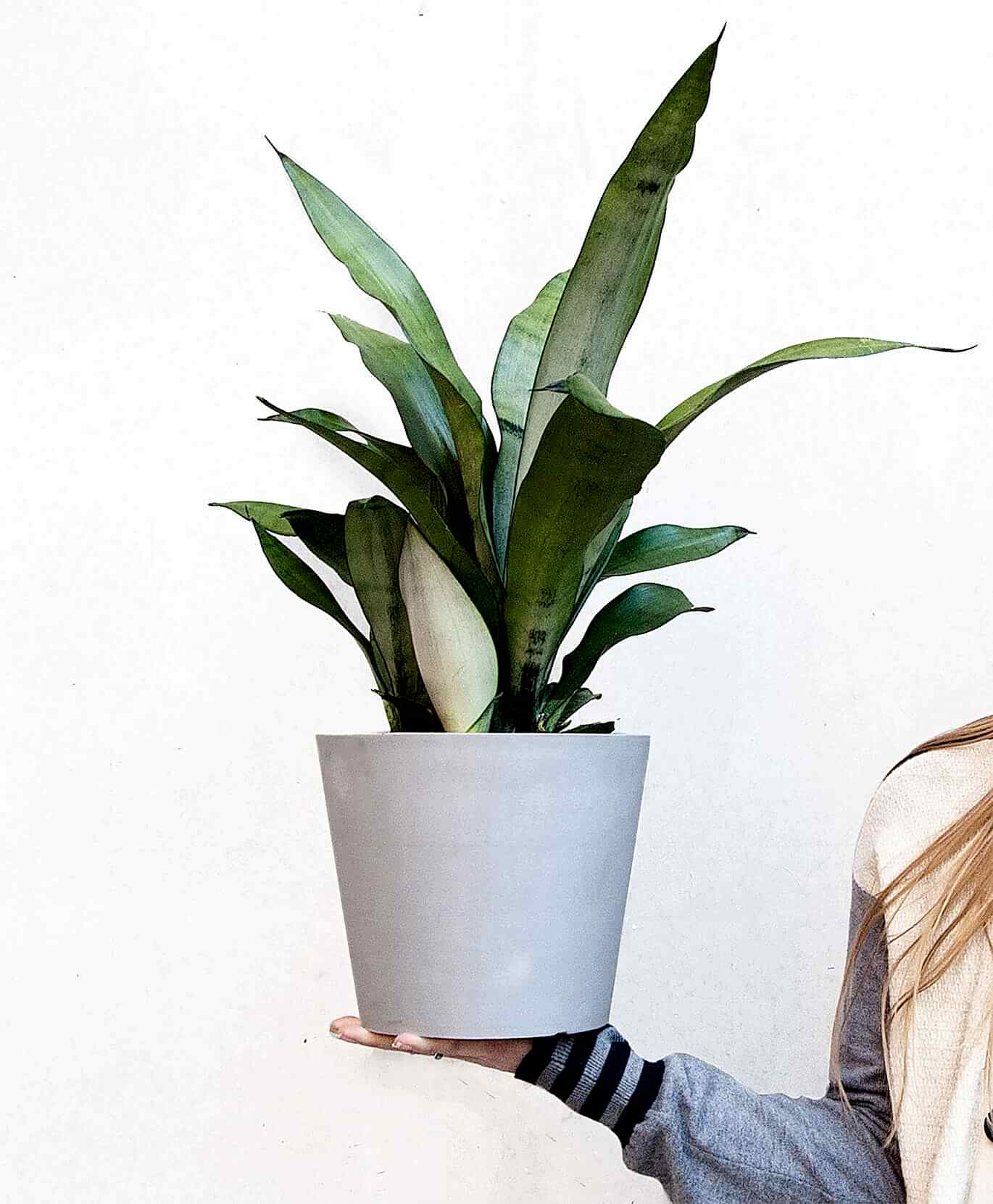 Buy Potted Bloomscape Moonshine Sansevieria Indoor Plant