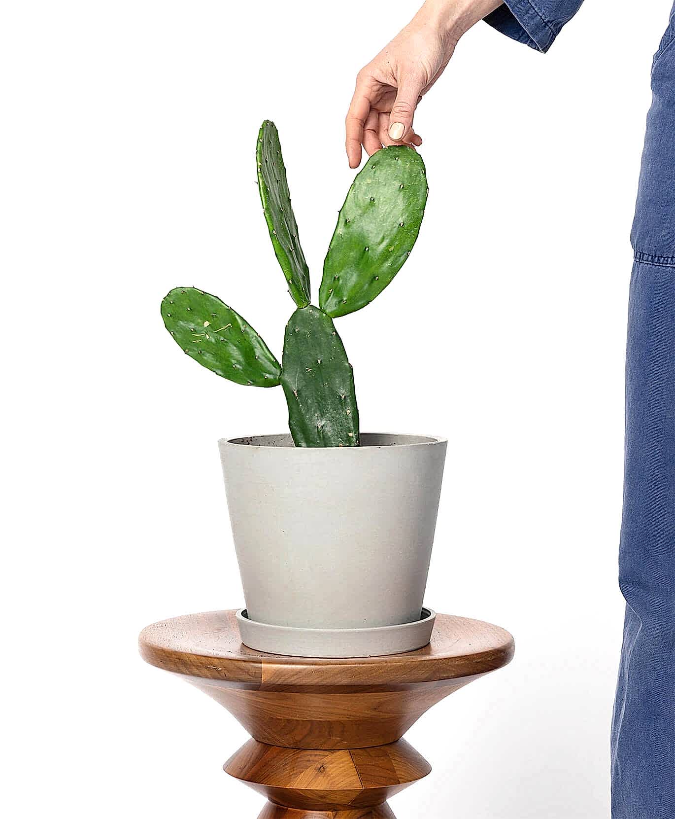 Buy Potted Bloomscape Prickly Pear Cactus Indoor Plant