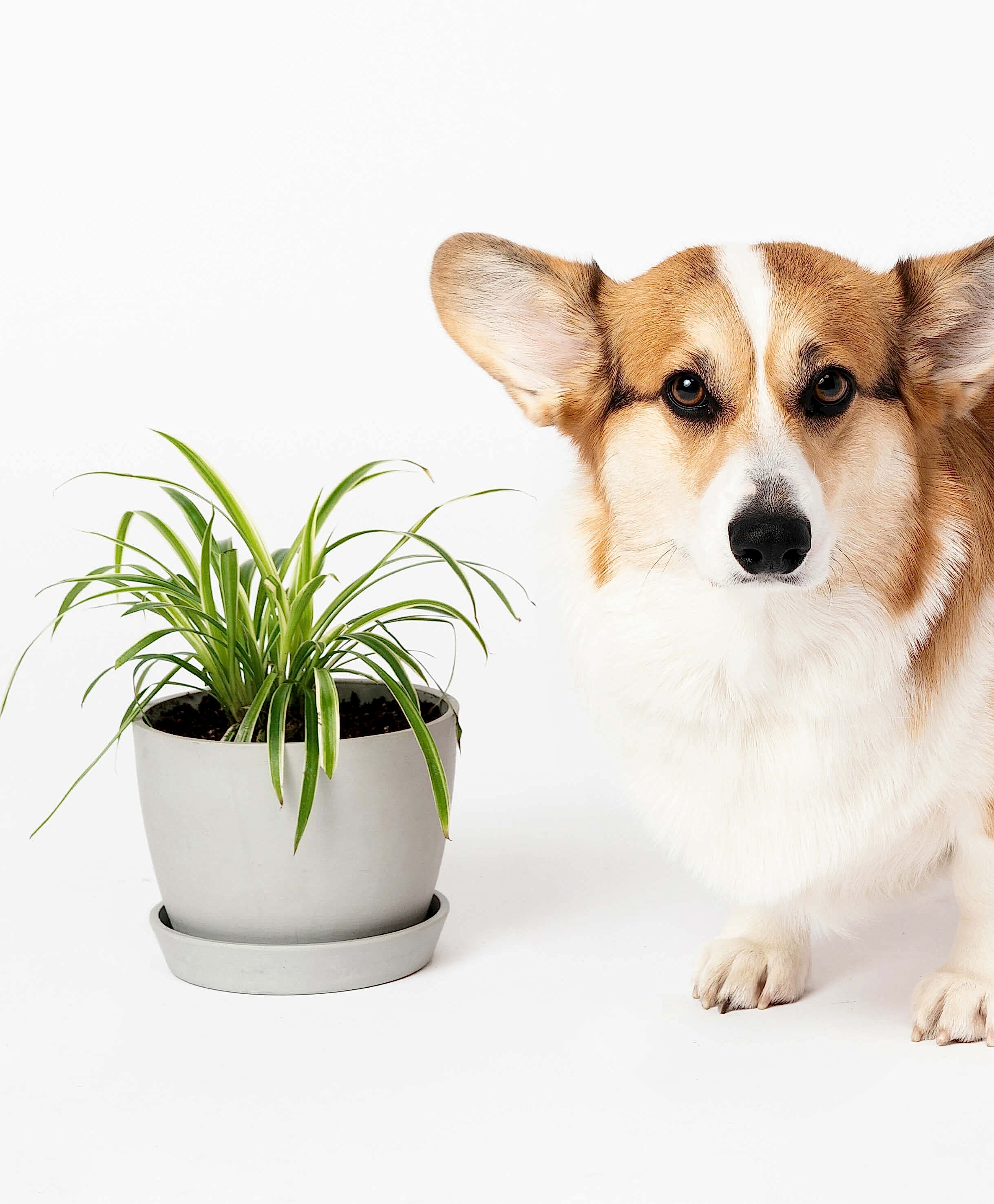 Buy Potted Bloomscape Spider Plant Indoor Plant