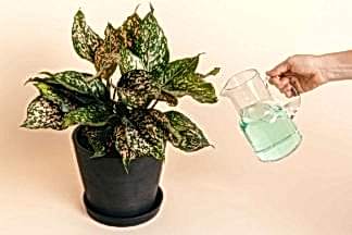 how to fertilize your indoor plant