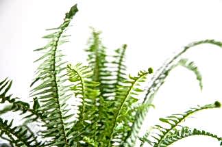 What Does New Growth Look Like? | Bloomscape