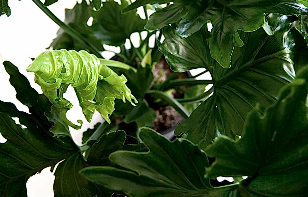 What Does New Growth Look Like? | Bloomscape