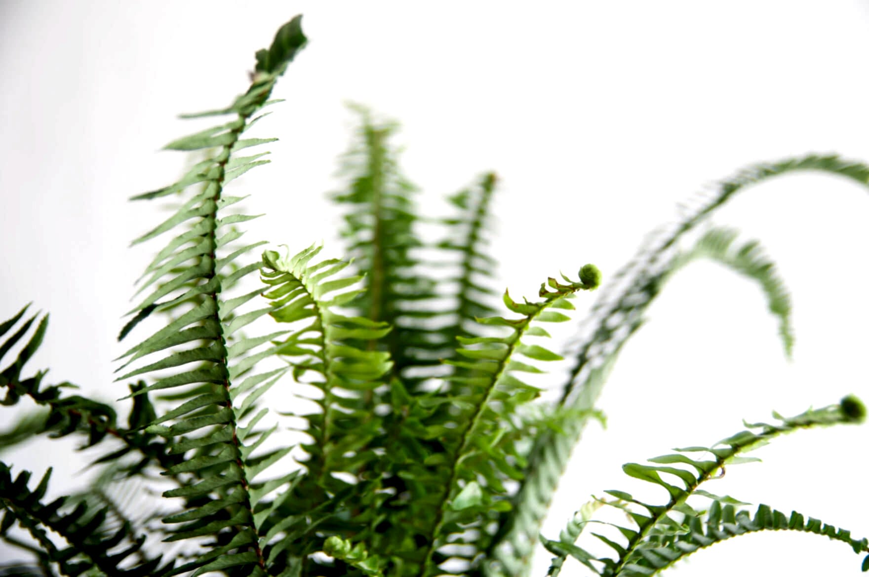 What Does New Growth Look Like? | Bloomscape