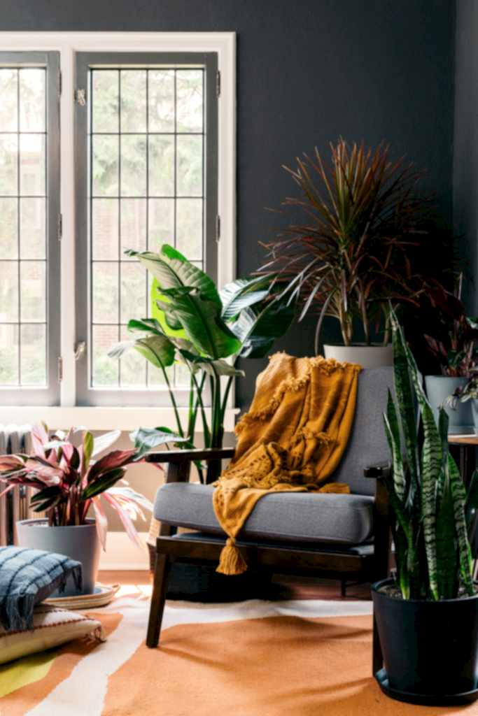 Best Plants for the Living Room Best Plants for the Living Room