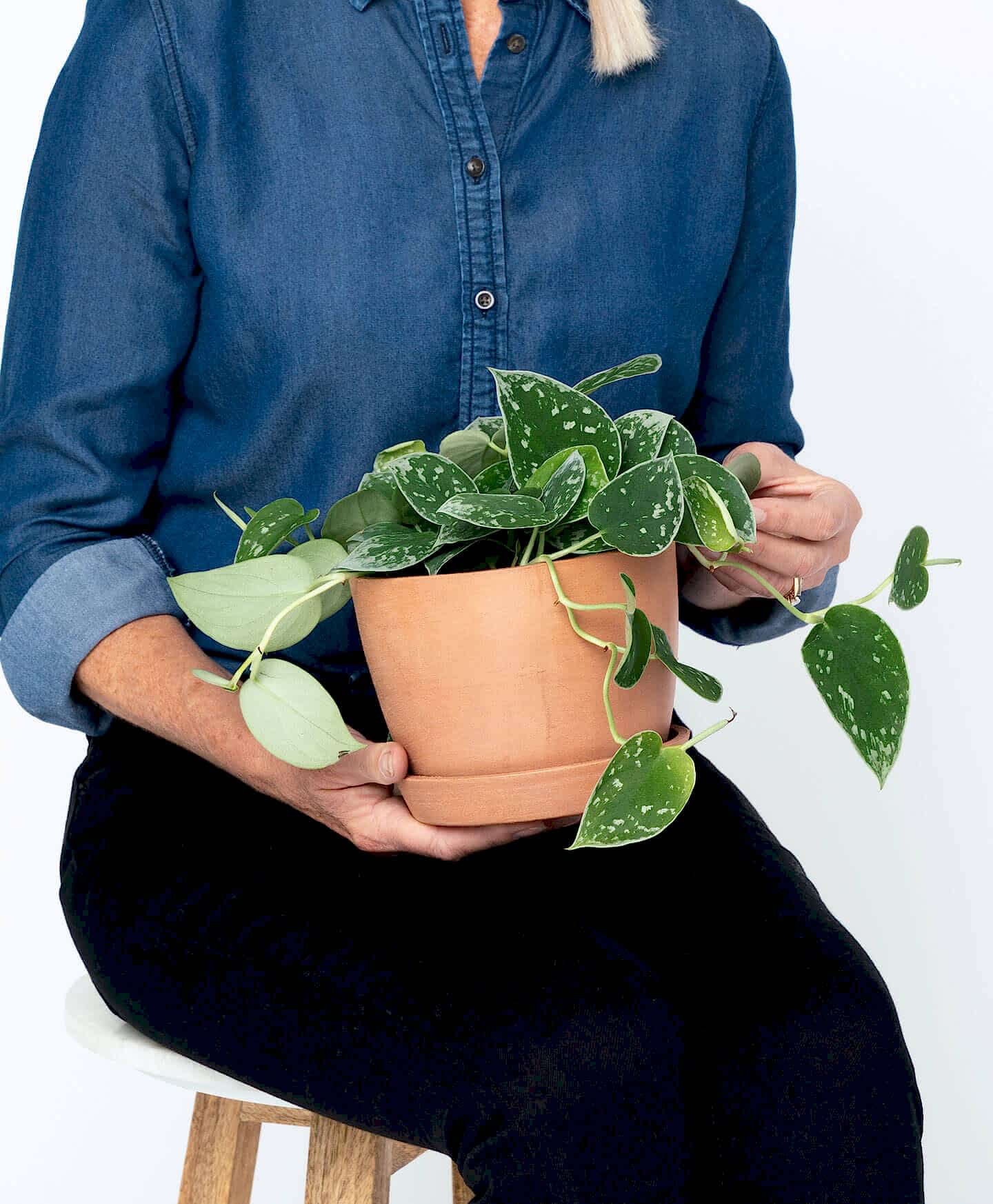 plant image