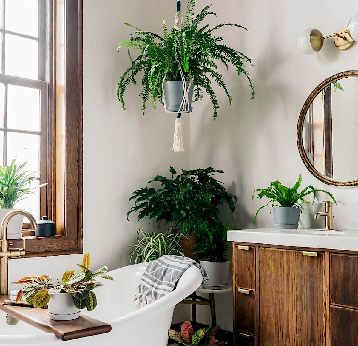 Best Plants for the Bathroom: Bloomscape Your Space