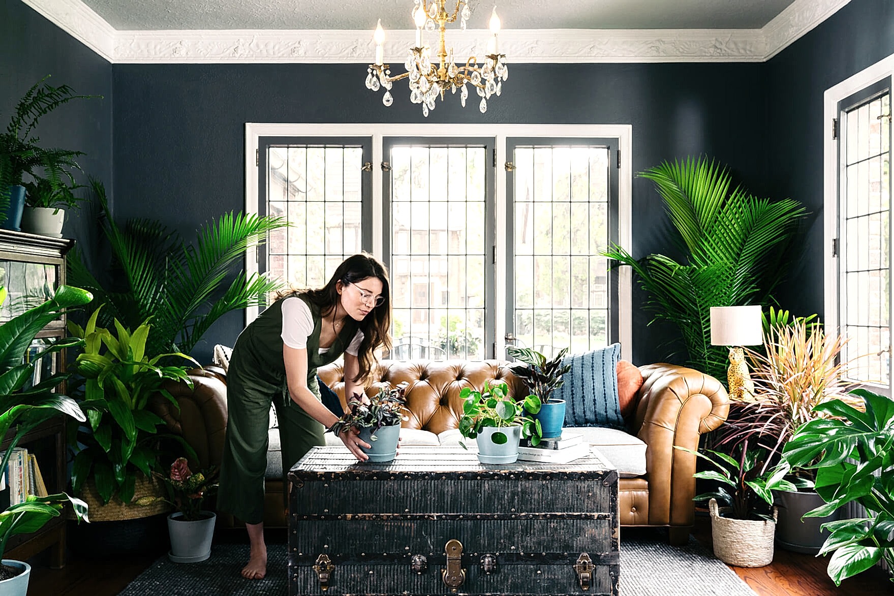 Best Plants for Your Living Room