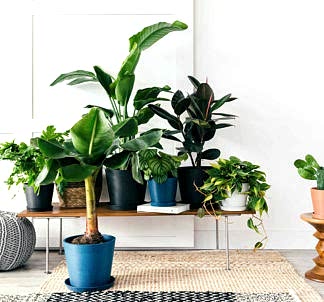 Bloomscape | Why More Plants are Better than One
