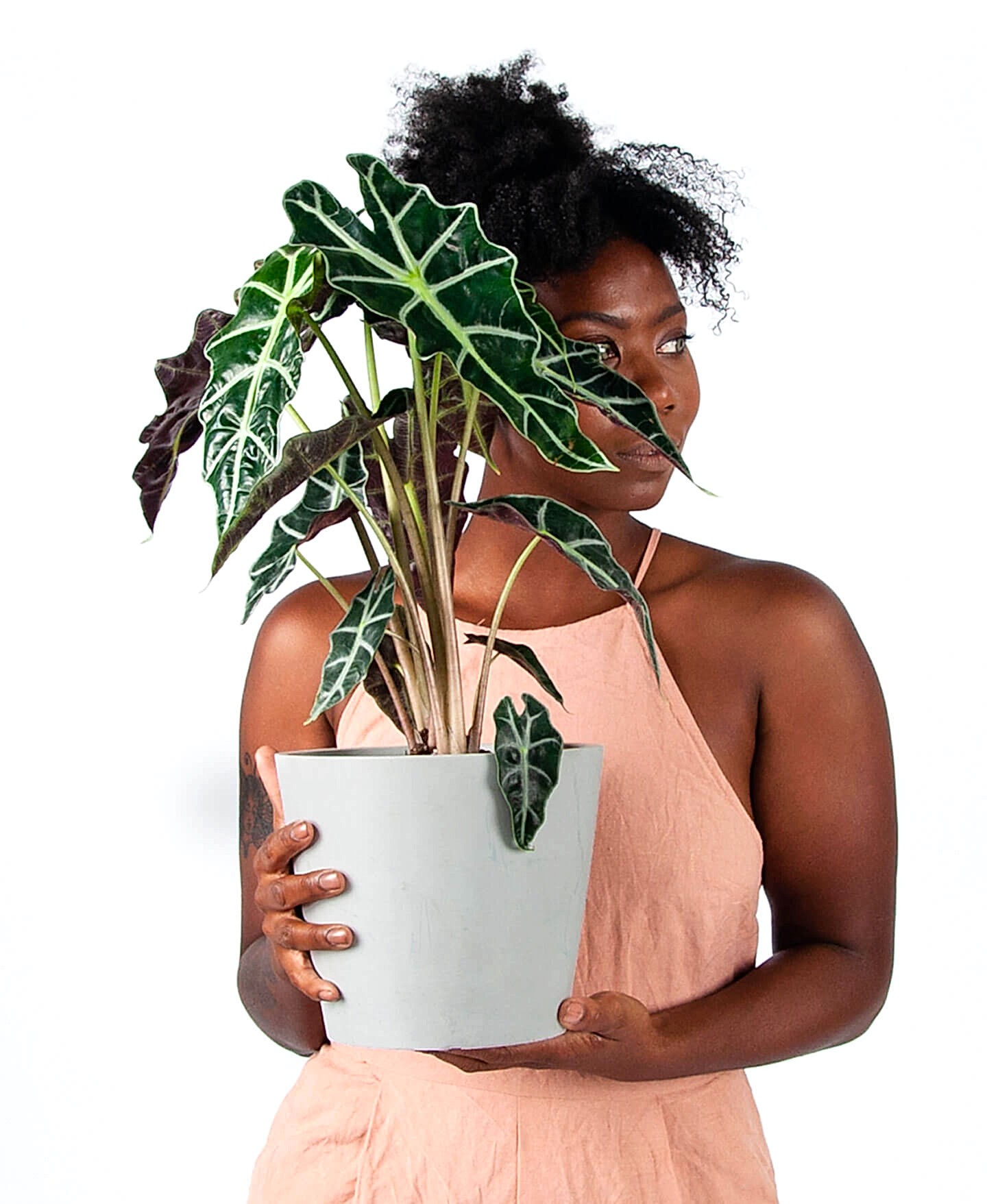 Buy Bloomscape Potted Alocasia Polly