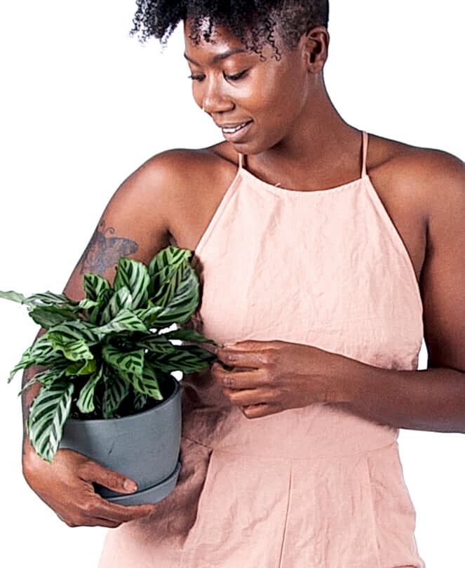 Buy Potted Calathea Freddie Plant
