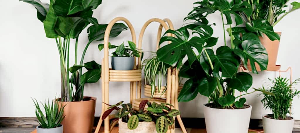 Bloomscape shop easy indoor plants