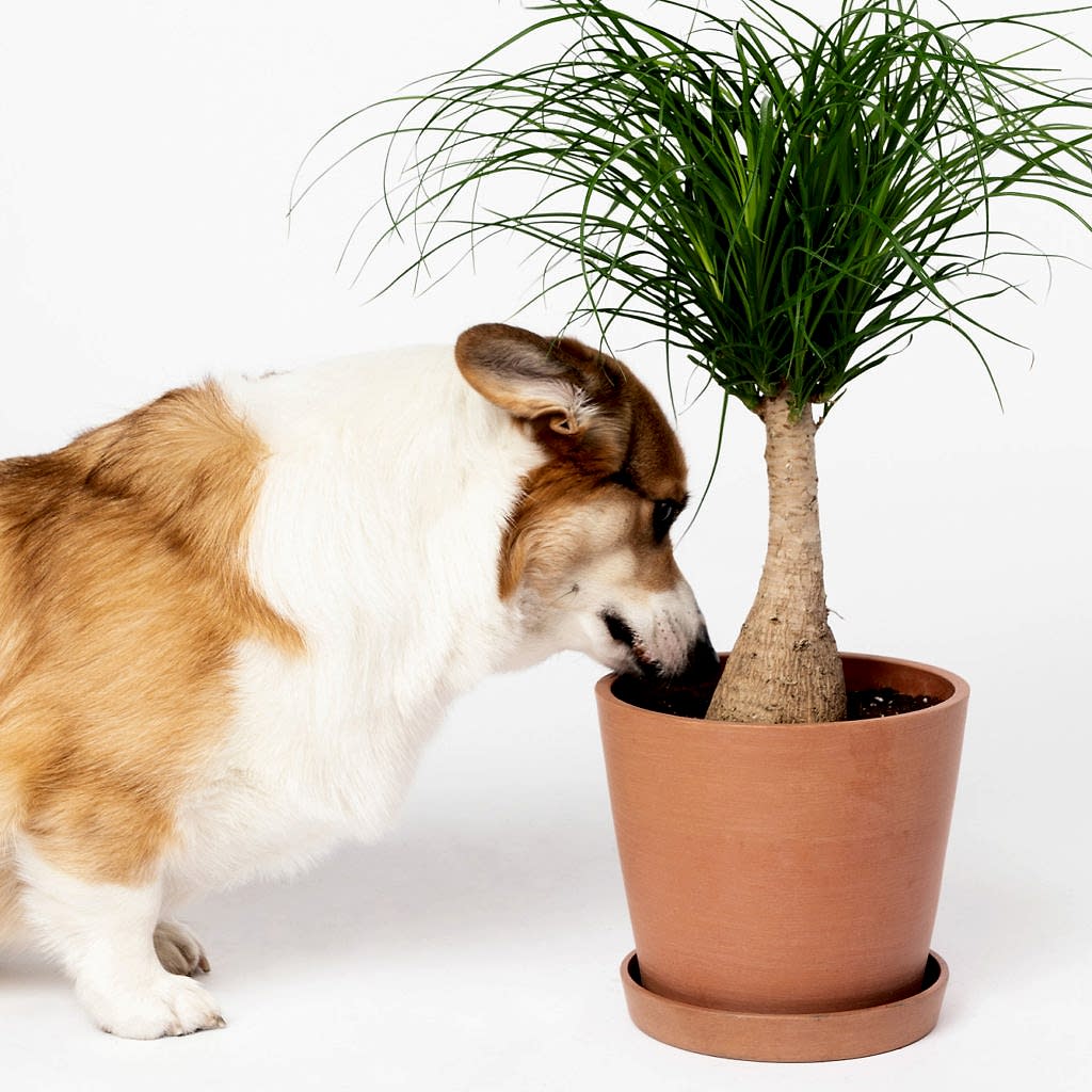 Plant Care Tips For Healthy Indoor Succulents | Bloomscape